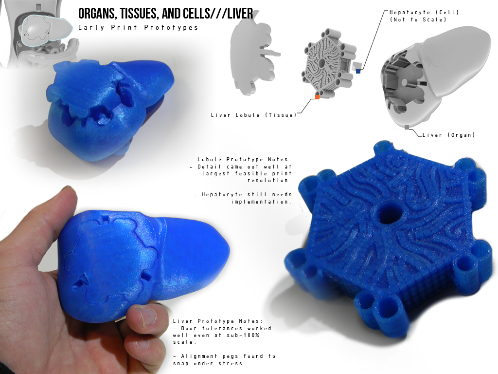 3D Printed Organ Puzzle Examples