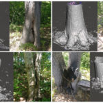 Tree Scans